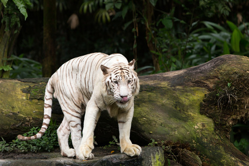 新加坡動物園攻略 新加坡動物園門票