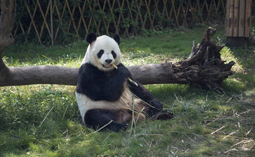 180元搶240元野生動物園成人全天門票