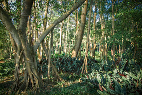 深圳蓮花山公園景點詳細介紹