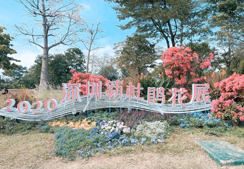 2020深圳蓮花山公園簕杜鵑花展游玩攻略