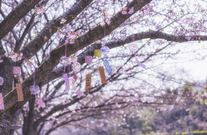 深圳哪里可以看櫻花 赤灣櫻花公園游玩攻略