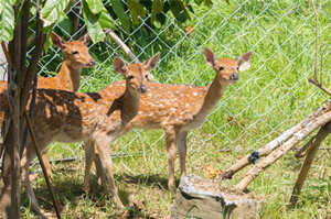 深圳動(dòng)物園開(kāi)放了嗎 深圳動(dòng)物園開(kāi)放時(shí)間