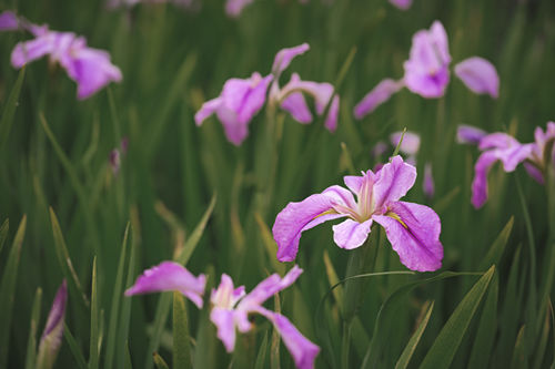 4月深圳賞花點(diǎn)推薦 2022深圳賞花的地方