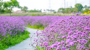 深圳五月有哪些公園能賞花 賞花打卡點(diǎn)推薦