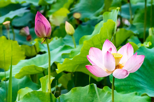 深圳洪湖公園荷花開了嗎