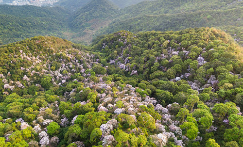 深圳梧桐山風(fēng)景區(qū)進(jìn)入須持24小時核酸證明