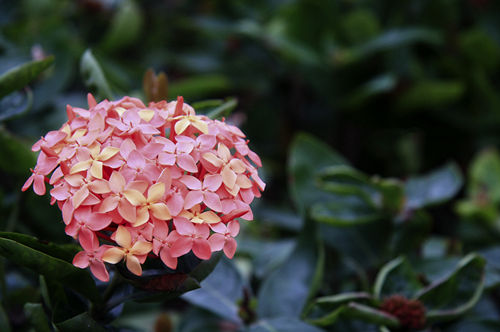 七月深圳賞花好去處 七月深圳賞花點(diǎn)推薦