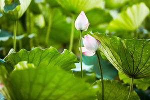 深圳洪湖公園停車場需要網(wǎng)上預約嗎