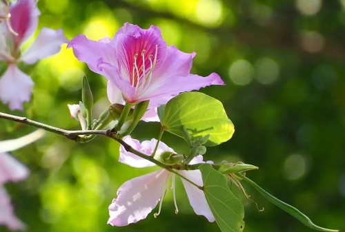 深圳香蜜公園12月有什么花看