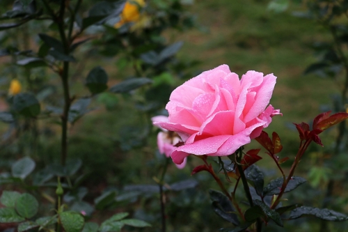 深圳月季花展時間表